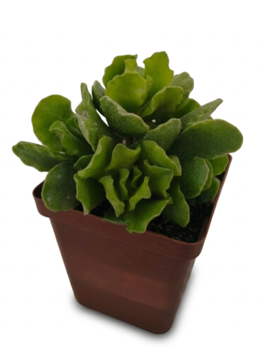 Adromischus Cristatus