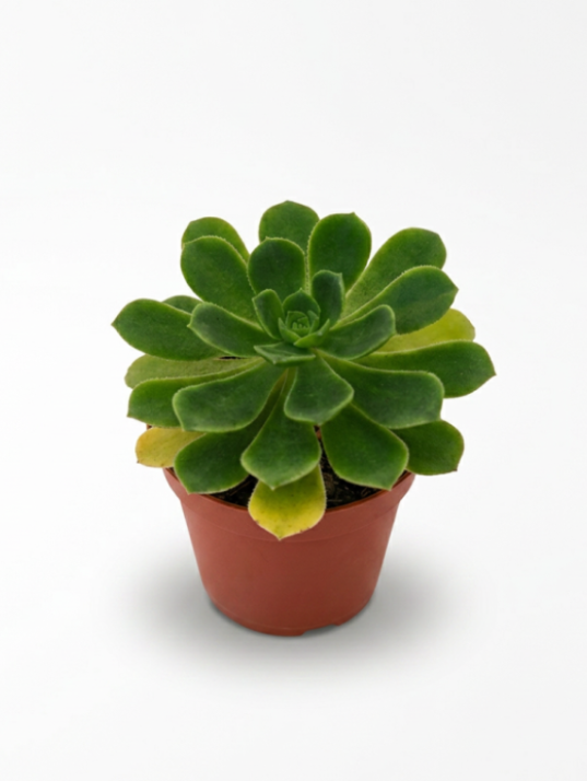 Aeonium Castello-Pavae