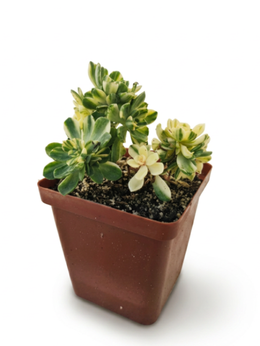 Aeonium Castello-Pavae Var