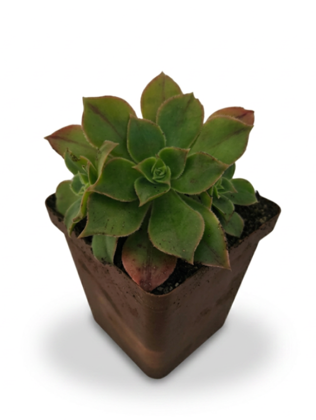 Aeonium Decorum _Striped Pinwheel