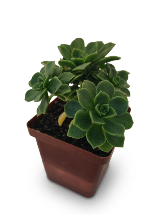 Aeonium Haworthii