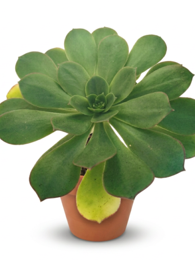 Aeonium Hierrense