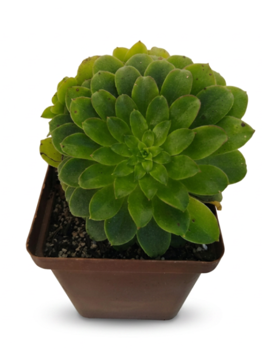 Aeonium Jolly Cluster