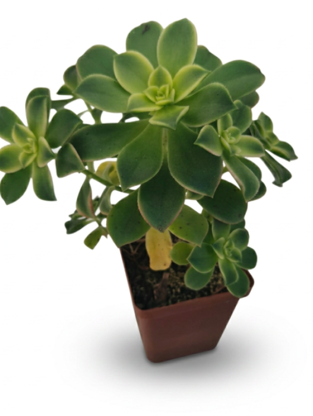 Aeonium Kiwi