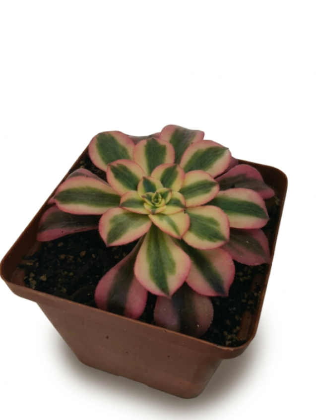 Aeonium Pink Witch