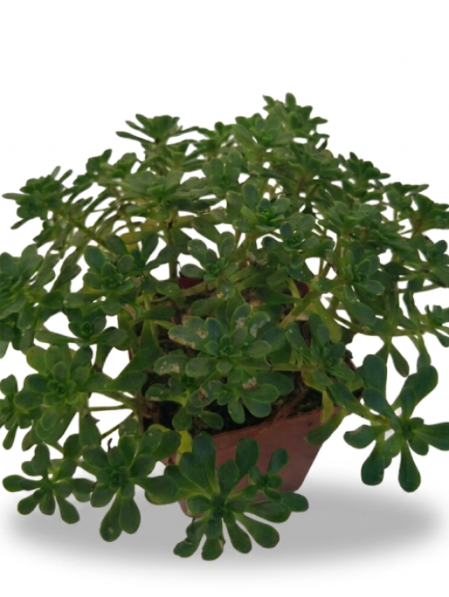 Aeonium Sedifolium Dwarf Aeonium