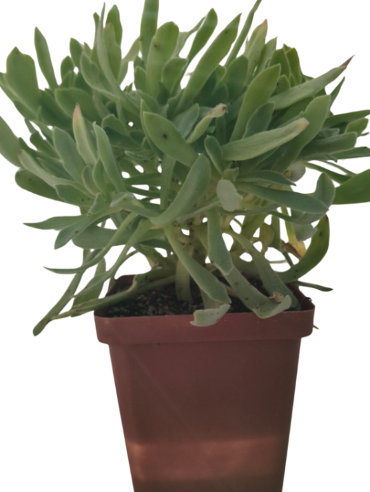 Aeonium Simsii Var