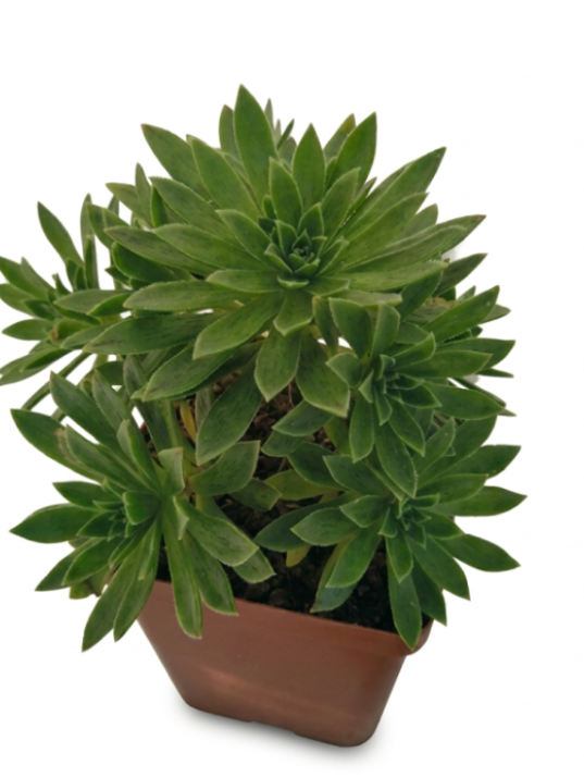Aeonium Simss