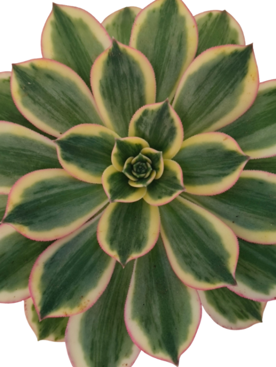 Aeonium Sunburst