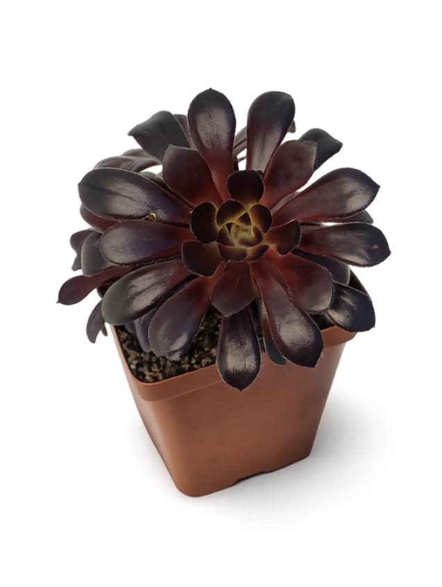 Aeonium Swartkop