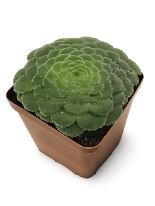 Aeonium Tabuliforme