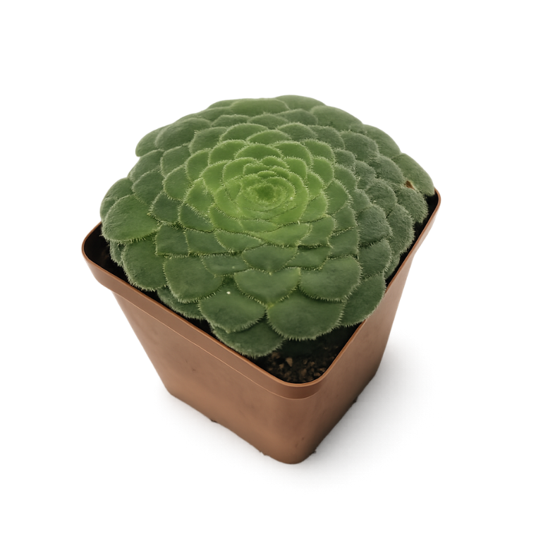 Aeonium Tabuliforme