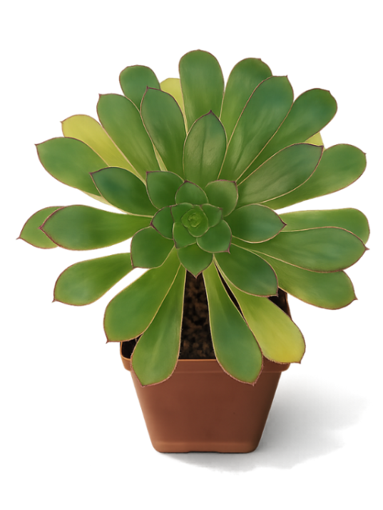 Aeonium Tiptop