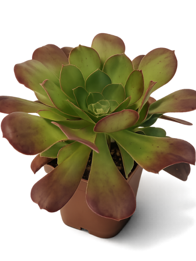 Aeonium Valour