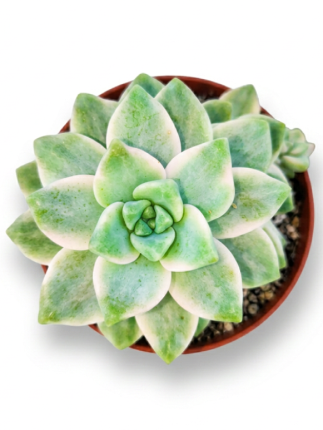 Pachyphytum Apricot Beaty