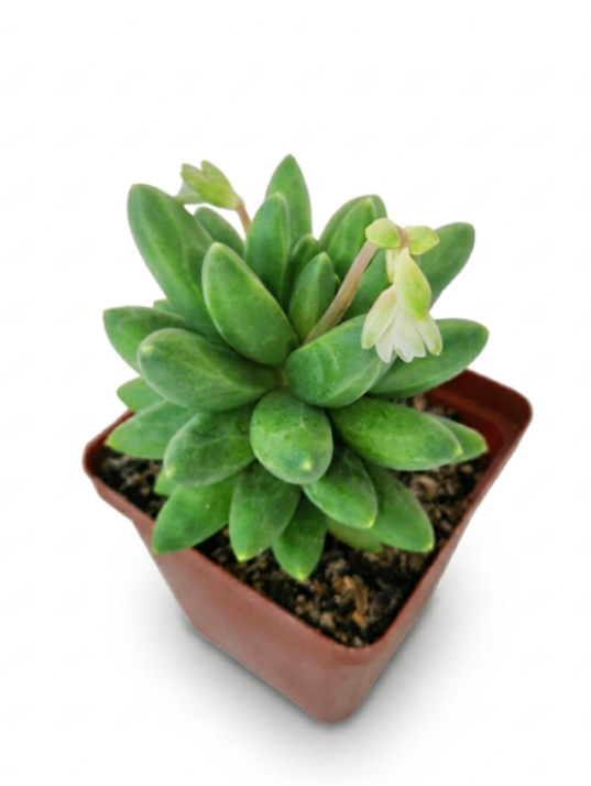 Pachyphytum Compactum (Jewel)