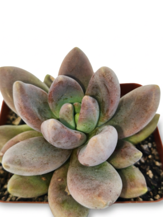 Pachyphytum Tolimanheses