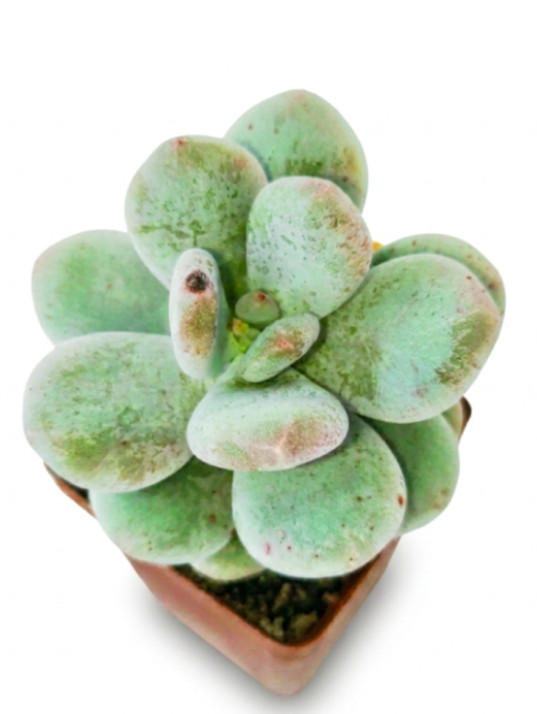 Pachyveria Bubbles