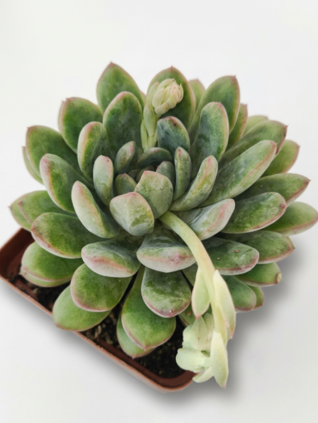 Pachyveria Clavifolia (Jeweled Crown)