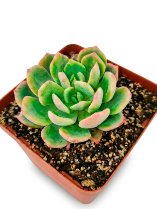 Pachyveria Scheideckerii