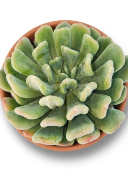 Pachyveria Scheideckerii Var