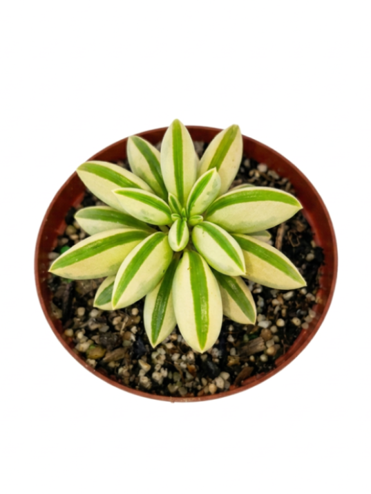 Peperomia Axillaris Var