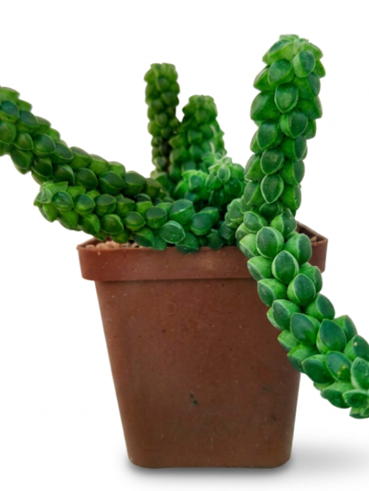 Peperomia Collomella (Green Columns)