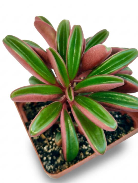 Peperomia Graviolens