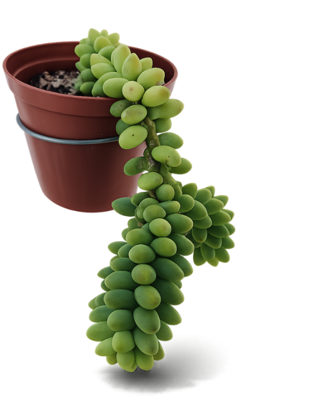 Sedum Burrito (Lamb's tail)