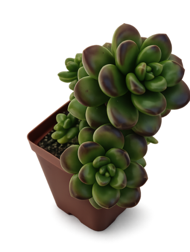 Sedum Lucidum