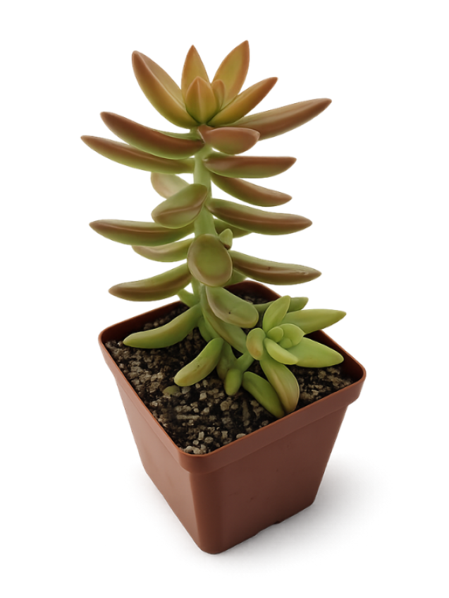 Sedum Nussbaumerianum (Orange Delight)