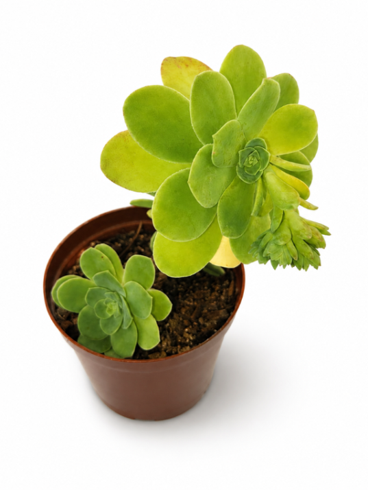 Sedum Palmeri