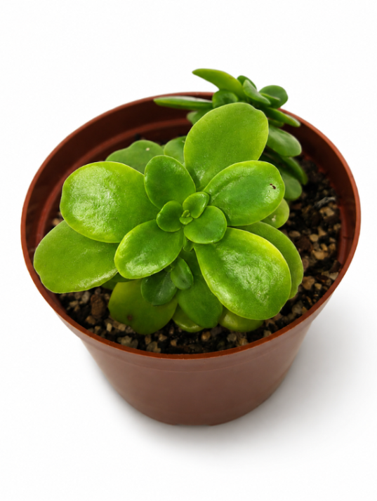 Sedum Praeltum