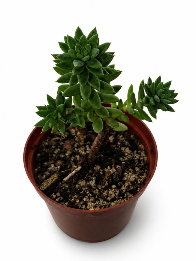 Sedum Reflexum