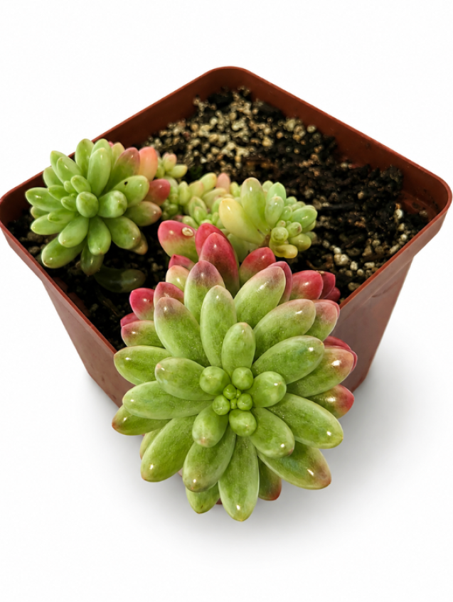 Sedum Rubrotinctum Aurora Var
