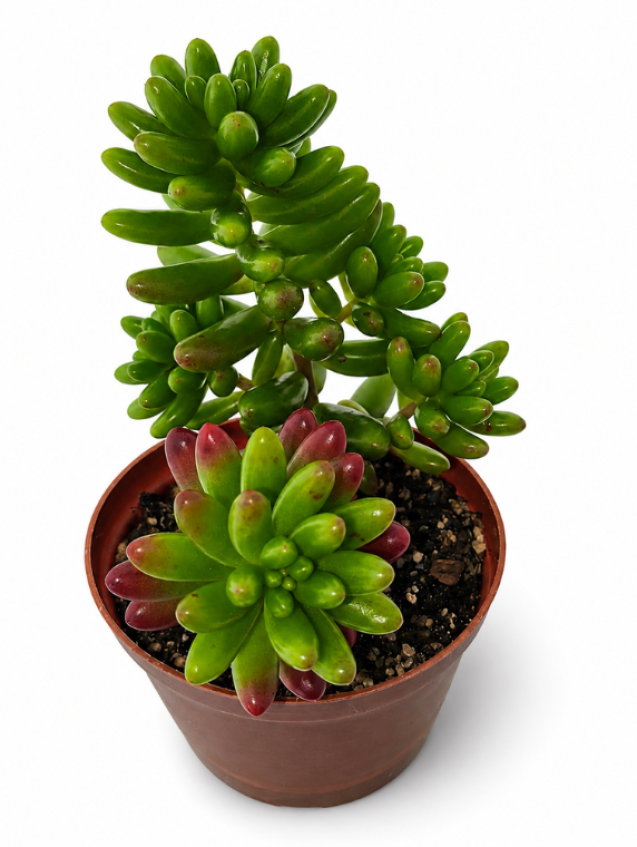 Sedum Rubrotinctum (Jelly Bean)