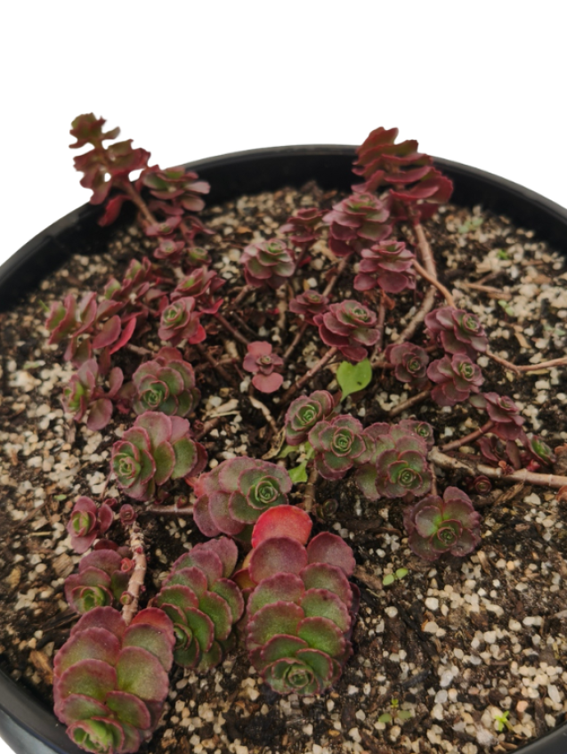 Sedum Spurium (Dragon's Blood)