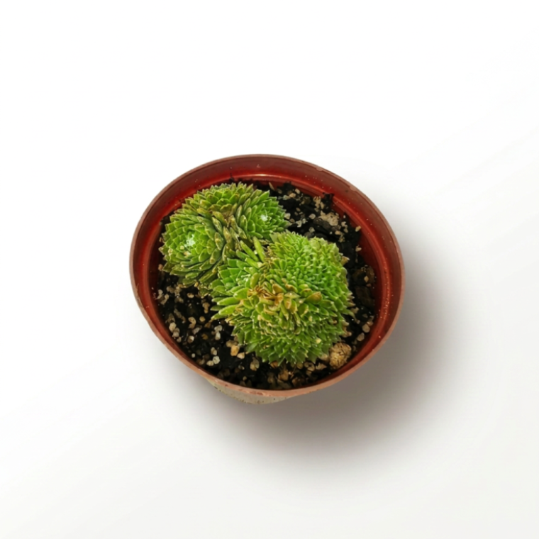 Sempervivum Aracnoidum Cristata