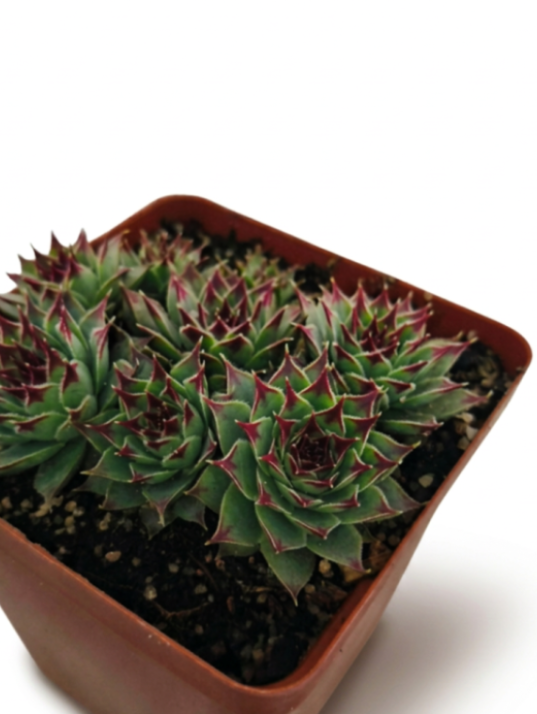 Sempervivum Pecockii