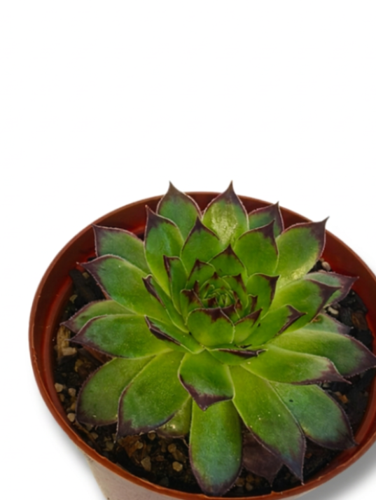 Sempervivum Tectorum