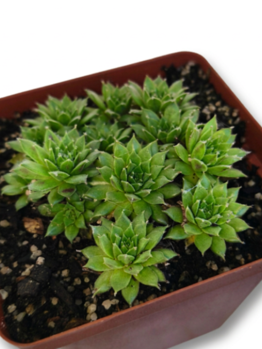 Sepervivum Soboliferum (Beard of Jupiter)